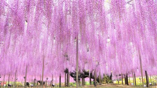 <Web割対象商品>【キングツアーバス旅】1日でめぐる♪青の絶景ひたち海浜公園ネモフィラと奇蹟の大藤あしかがフラワーパーク〔明大前・新宿発〕2